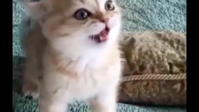 Funniest Cats 😹 - Don't try to hold back Laughter 😂 - Funny Cats Life