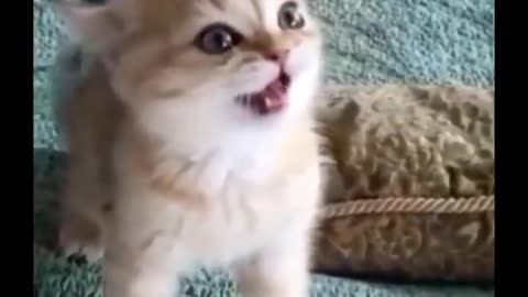 Funniest Cats 😹 - Don't try to hold back Laughter 😂 - Funny Cats Life