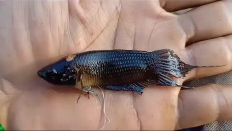 This is a beautiful and charming water-dwelling species