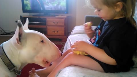 Little Girl Feeding English Bull Terrier