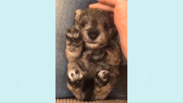 Cute Puppies Videos 2021