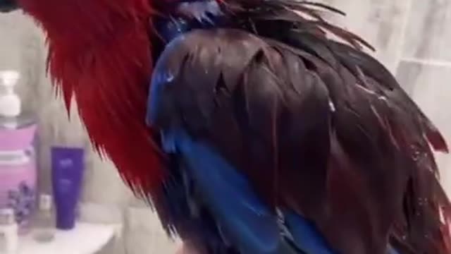 Most amazing animals of tiktok๐๐๐