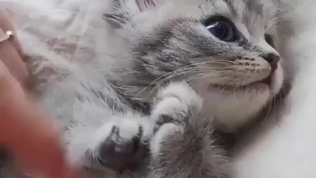 Two cat's looking into environment ..... outside house.... and memories before life