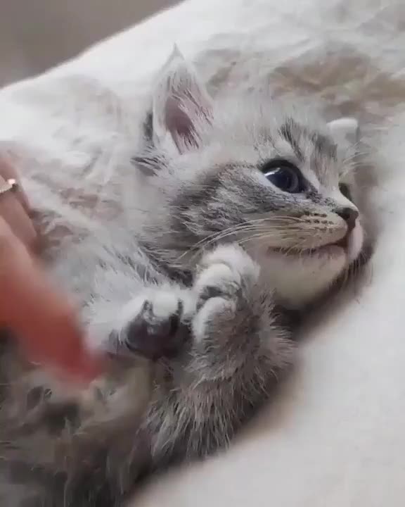 Two cat's looking into environment ..... outside house.... and memories before life