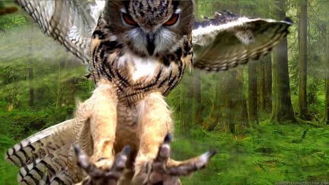 owl are nocturnal