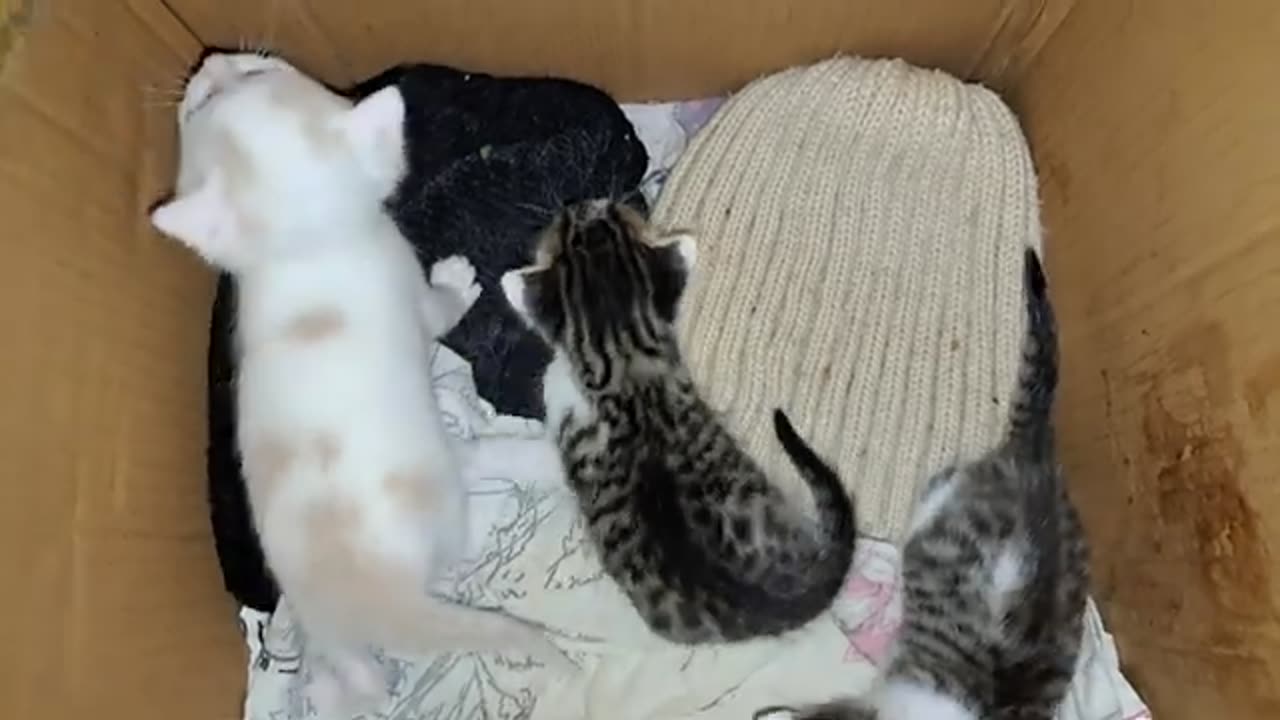 Baby kittens play with each other. Interesting and funny kittens 🥰