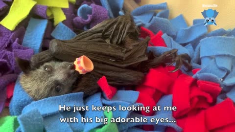 With Batzilla the Bat Little Red babies do feetsies for me; Daisy the Bat dog perforrms...