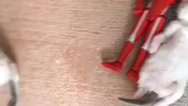 cute cat shorts❤ #cat #shorts #cutecat