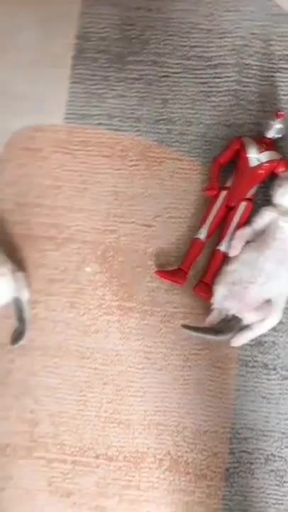 cute cat shorts❤ #cat #shorts #cutecat