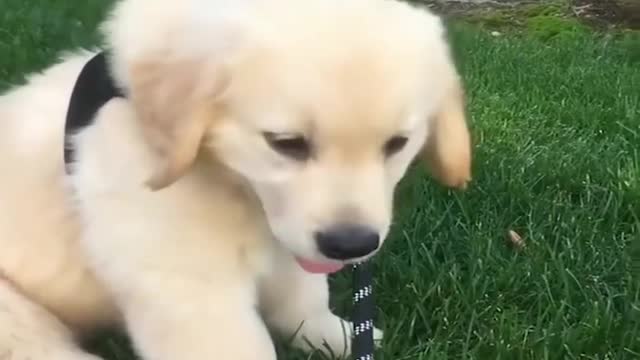 Golden Retriever Puppies - Funniest & Cutest Puppy Cuteness Overload