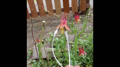 The Sweetest Flower ~ Wild Columbine