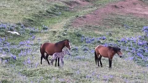 Stallion finds that pony is not his own child and attacks mare and cub