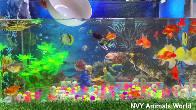 Amazing fish tank so much fun