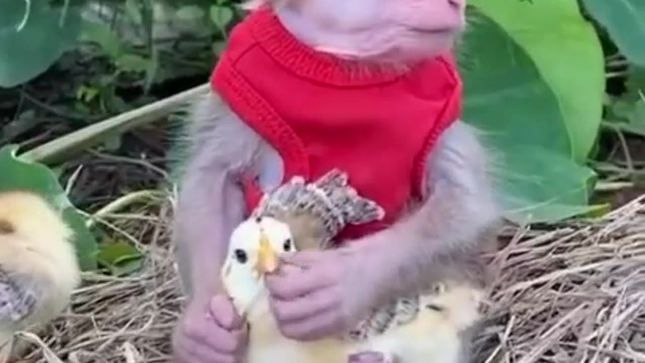 Funny Chicken and monkey