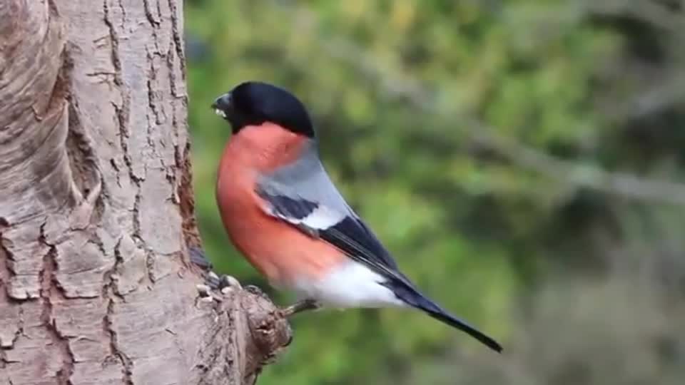 Birds short video | enjoying birds