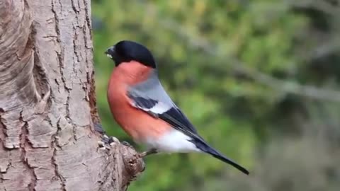 Birds short video | enjoying birds