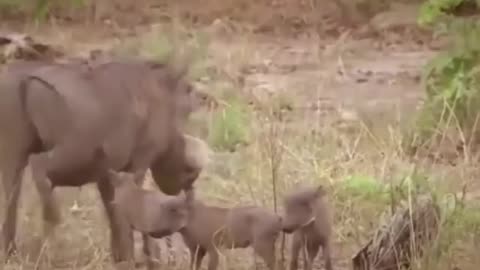 A Raino fighting lions