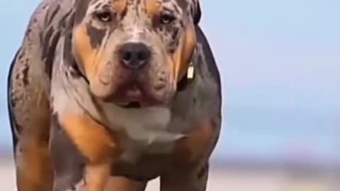 Dog short video #shorts