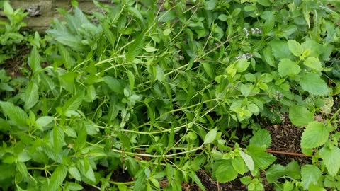 Harvesting Early Potatoes Part 2, 2nd Spot (late sown, short grow time)