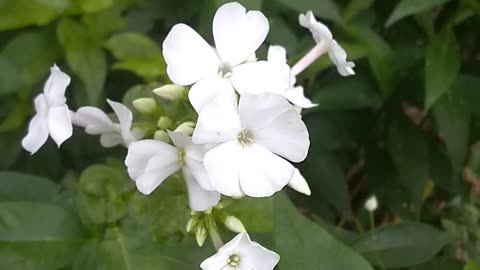 Garden Phlox