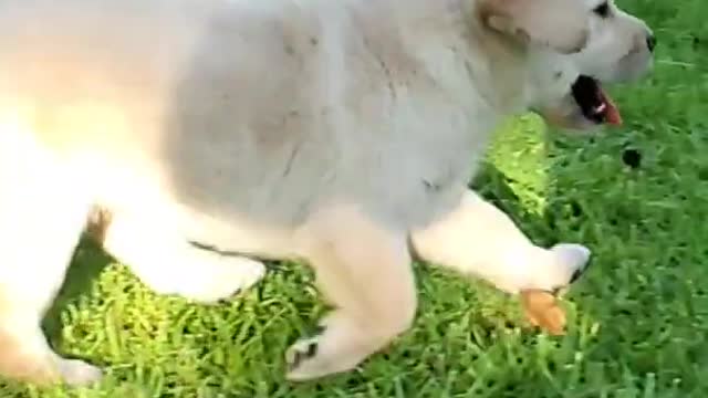 A_Cute_Labrador_Puppy_First_Time_in_the_Park_