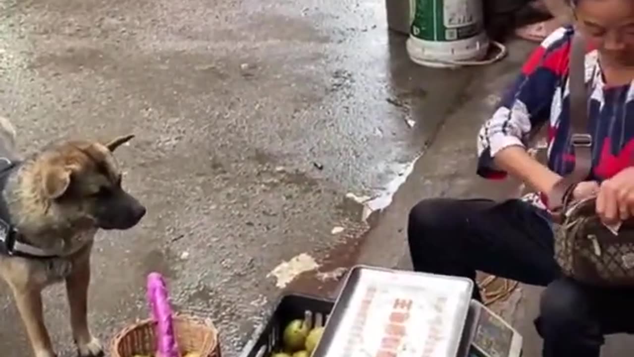 Dog is purchasing fruits