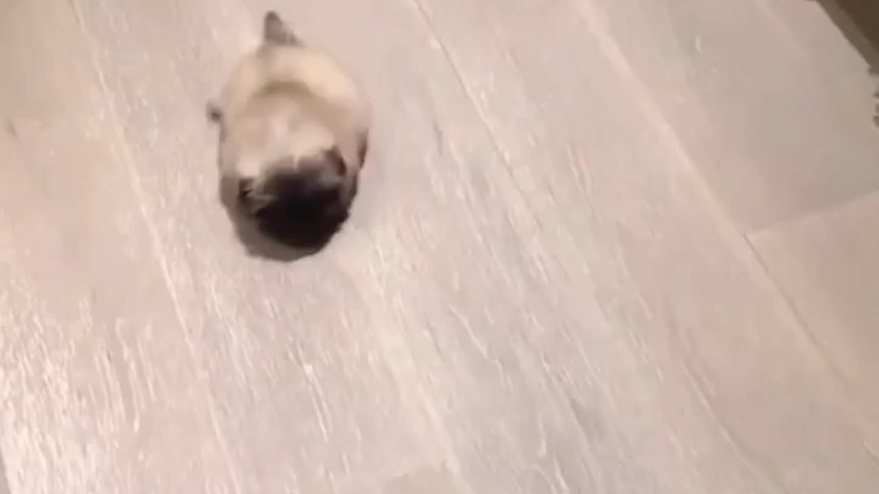 So cute 😂😂