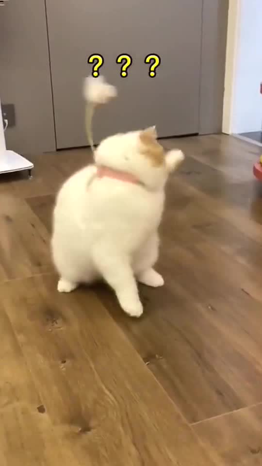 Cat toys that free your hands.