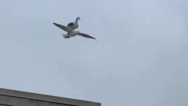A bird...flying on top of another bird 😂😯