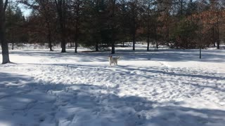 A big puppy