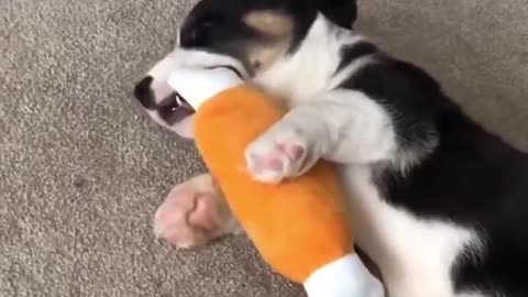 Cute Puppy playing, eating and sleeping very happily