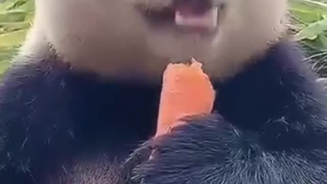 Our panda is very appetizing eating carrots