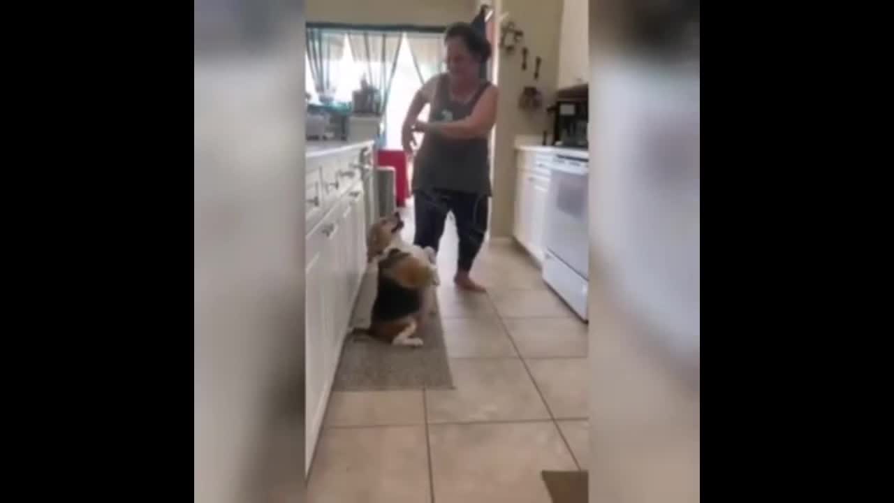 Dancing dog cute and funny pets