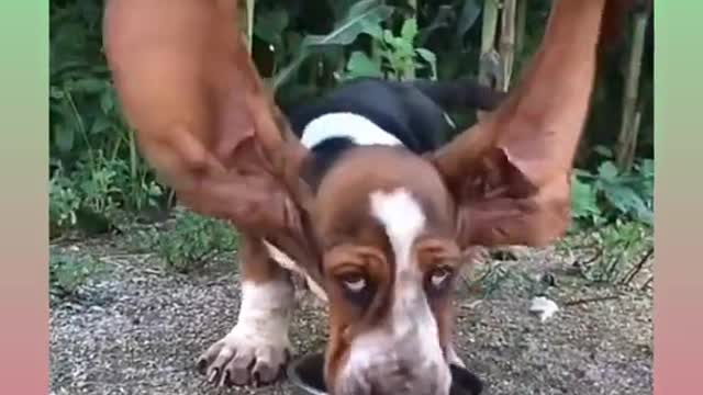 Cute and Funny Cat Videos Compilation