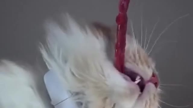 Funny Cats Video Series 27