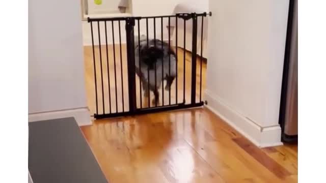 Funny Animals video part6