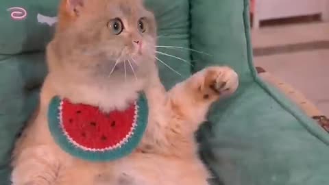 Cats funny video