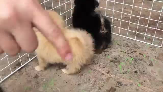 Adorable Pomeranian Puppy Bunch of Cuteness makes Sadness Away