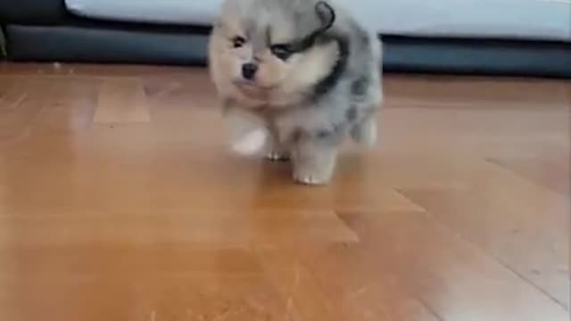 Dog Falling on the floor