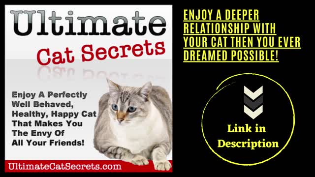 Ultimate Cat Secrets