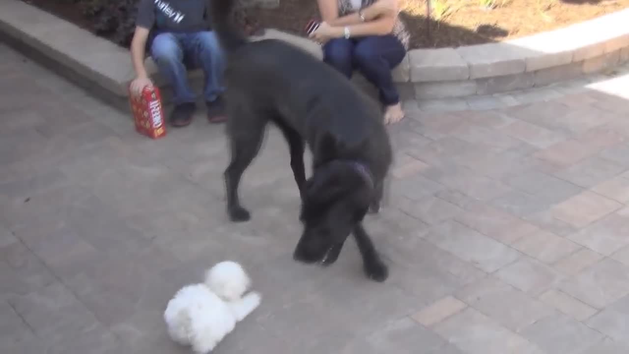 Cute Puppy Plays With Big Dog