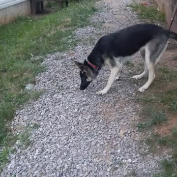 The girl the myth the legend Lola