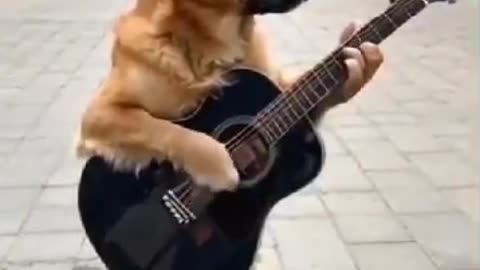 Memes from Cat and woof.