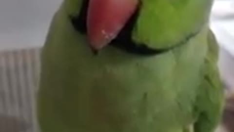 Best parrot Funny video 2021