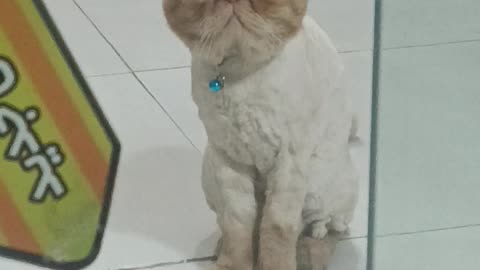 Persian cat