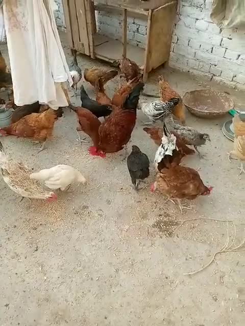 Hen farm feeding