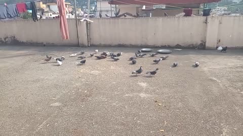 My pets is eting
