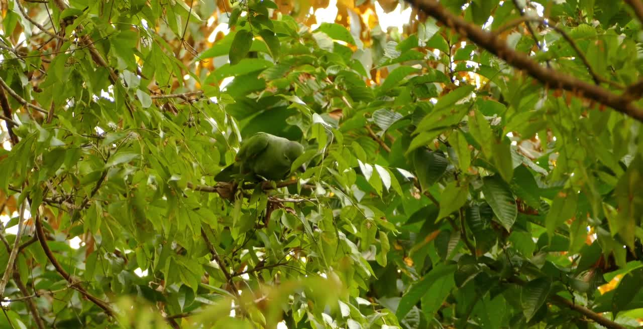 Breathtaking Colorful Birds of the Rainforest2 Part.FHVpZR