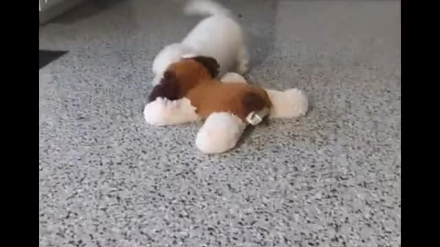 Cute puppy video ❤️ 😎 mati movement in the dall