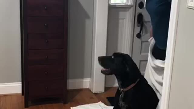 Dog Proves To Be Too Smart For "What The Fluff" Challenge